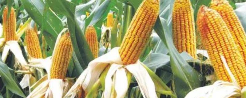 高产玉米品种有哪些，品种不同适用的地区不同