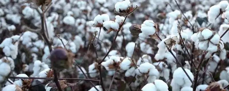尤卡坦棉是什么棉花品种，原产地在墨西哥