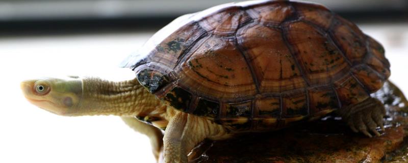石金钱龟属于水龟还是半水龟，水位需根据体型决定