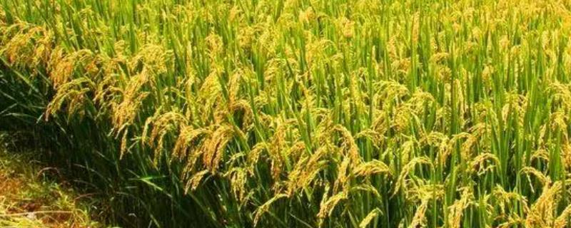 作物的需肥特性及化肥亩用量，通常对氮磷钾的需求量较多