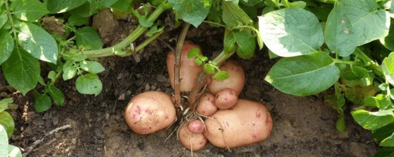 早春露天土豆的种植技术，要选好播种时间