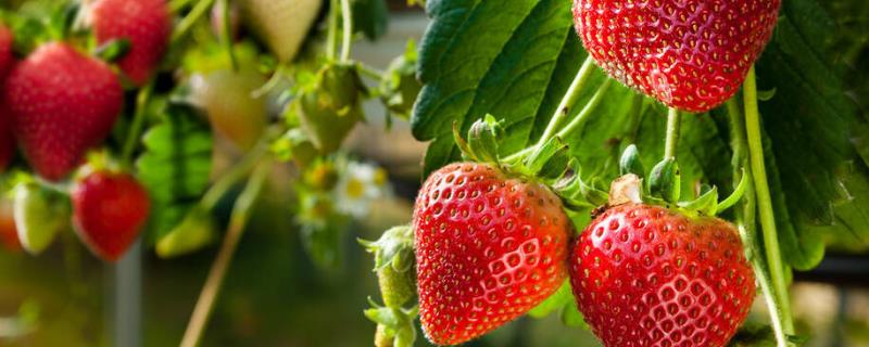 种植草莓如何进行水肥管理，果实壮大期间要施足肥料