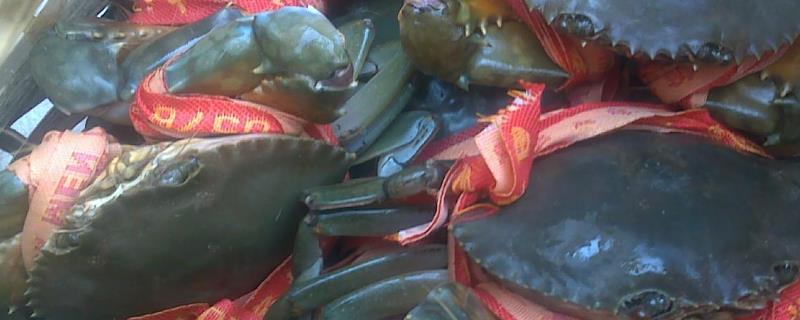 青蟹的混养方法，与藻类混养可促进蟹体生长