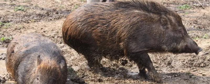 特种野猪养殖方法，特种野猪不完全是野猪