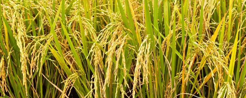 杂交水稻有哪些好品种，平均亩产量可超过500公斤