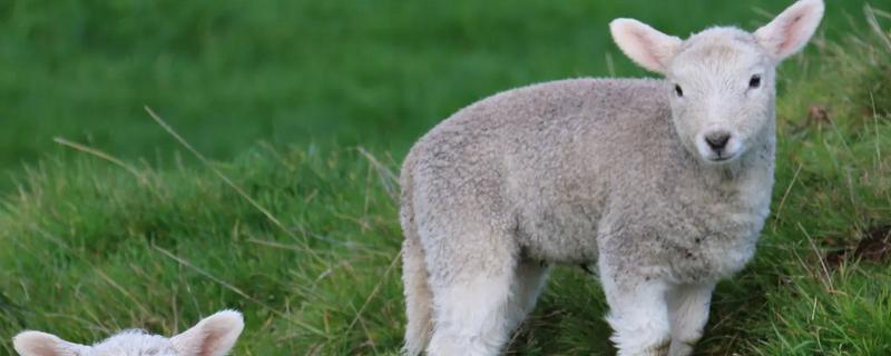 羊产仔要注意什么，母羊生产前需要育肥