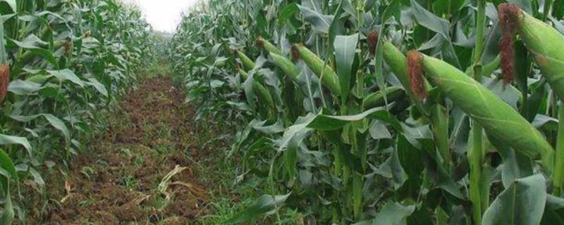 一亩玉米的种植成本，适合大面积种植