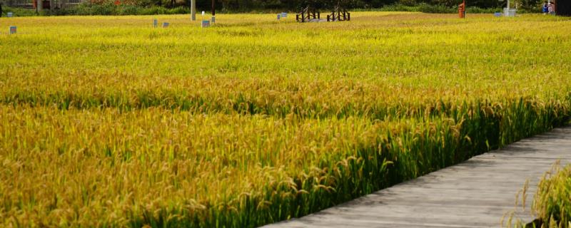 重庆适合种植什么农作物，是典型的亚热带湿润季风气候