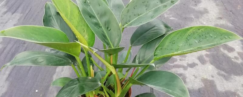 怎么养红金钻，生长季节忌偏施氮肥