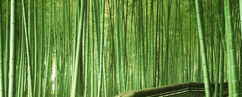 竹子的用途，可制做编织品也能入药