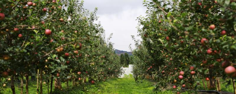 苹果树苗亩栽多少棵，根据市场需求和当地气候选择品种