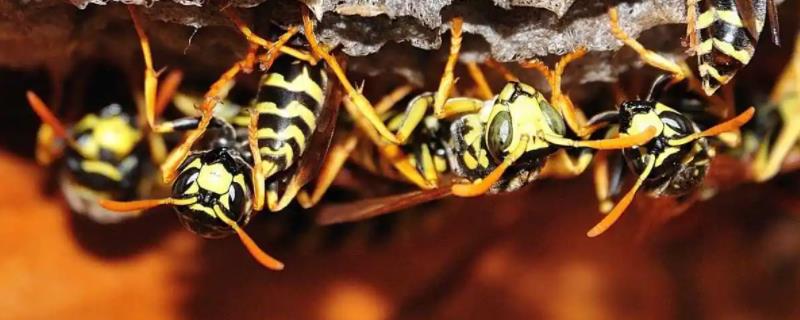 蜂群可自然分蜂几次，因蜂种不同而不同