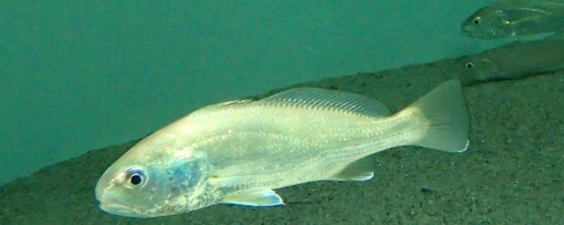白姑鱼是否生活在海洋中，主要分布在西北太平洋区