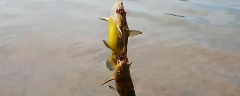 钓黄颡鱼用什么饵，是偏肉食性的鱼类