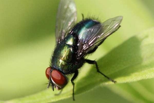 苍蝇的繁殖速度，一只雌蝇可产600-1000粒卵