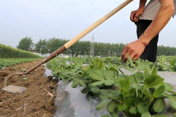 花生苗期如何管理，不同时期管理方式不同