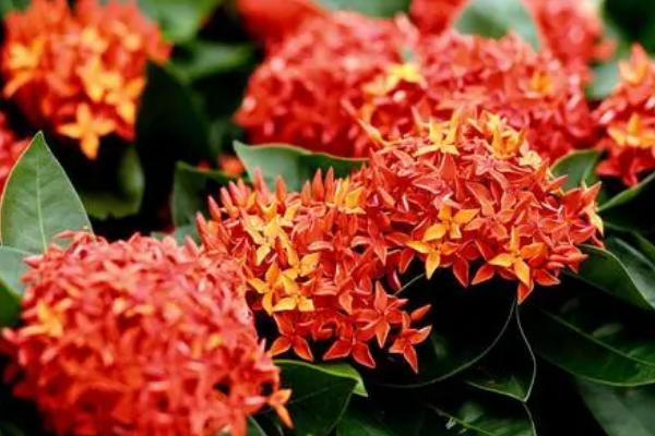 龙船花不开花的原因，光照、温度、浇水都会影响