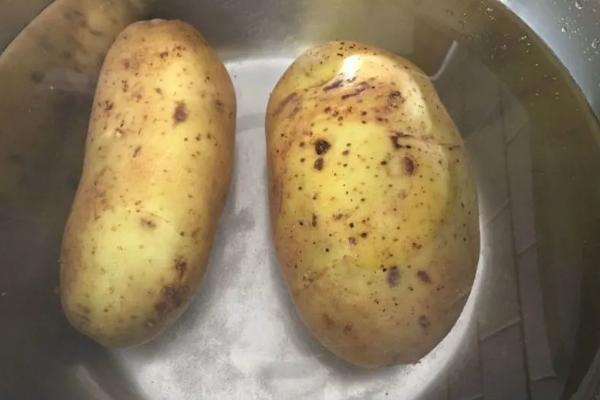 早春露天土豆的种植技术，要选好播种时间