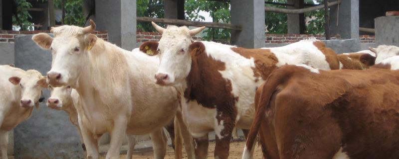 改良肉牛的价格，主要以生产牛肉为主