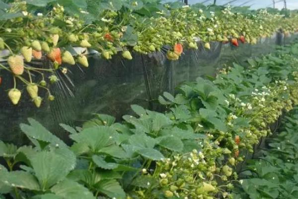 种植草莓如何进行水肥管理，果实壮大期间要施足肥料