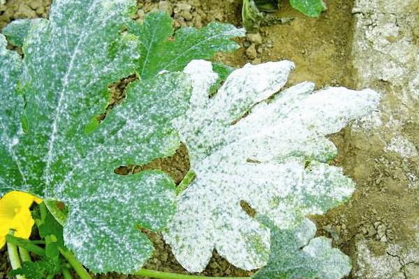 冬瓜白粉病的症状和防治方法，表现为叶片背面有白色粉状物