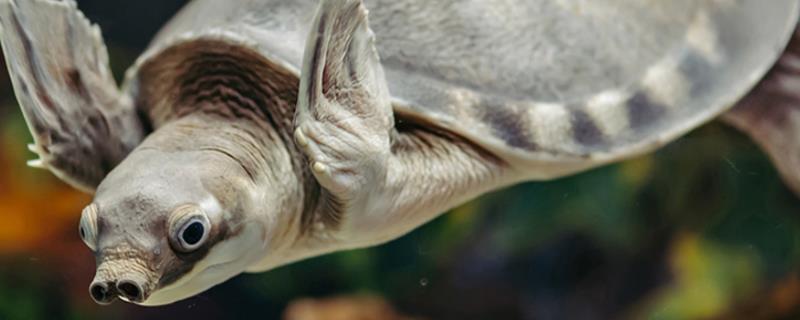 猪鼻龟能干养多长时间，长期干养容易死亡