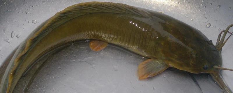 什么是塘鲺鱼，最大个体可超过10公斤