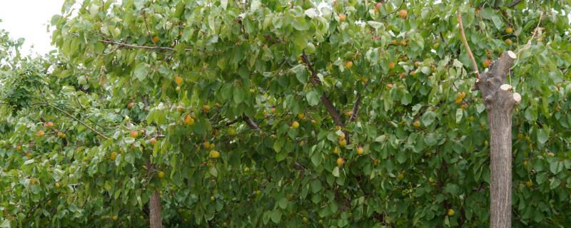 秦杏的价格，是早熟杏品种中的硬肉品种