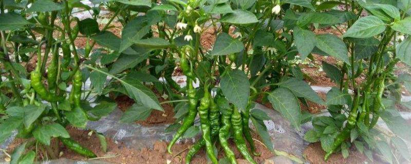 辣椒高产管理方法，种植期间不能过于郁闭
