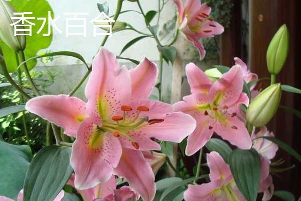 鲜百何目前的价格，优质货源可超过7元