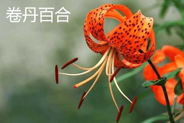 鲜百何目前的价格，优质货源可超过7元