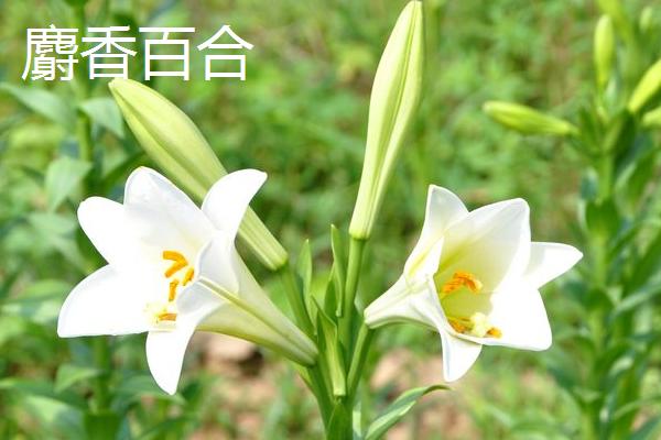 鲜百何目前的价格，优质货源可超过7元