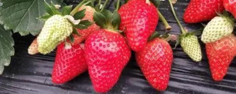 草莓高产品种，幸香草莓和章姬草莓种的人较多
