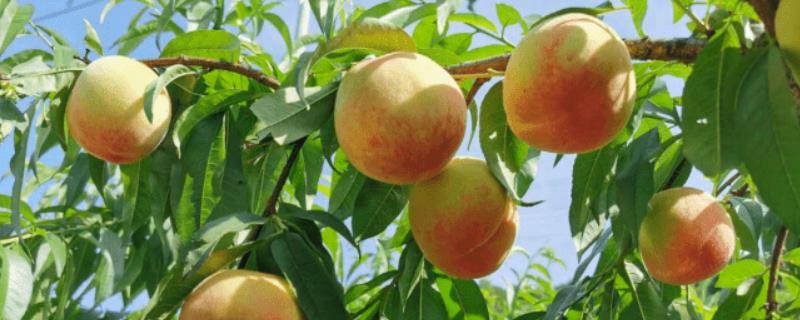 好吃的桃子品种推荐，是夏、秋季节的水果