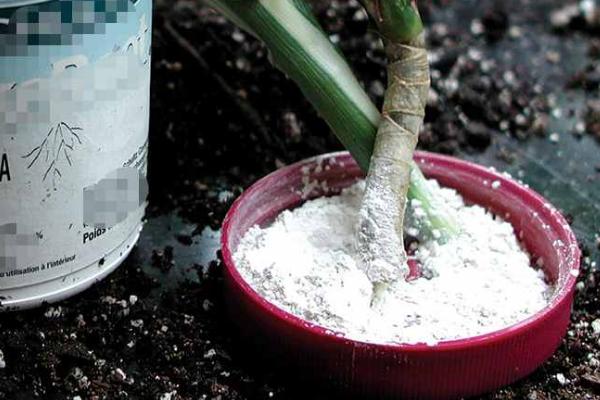 生根粉如何正确使用，可以促进根系生长和发育