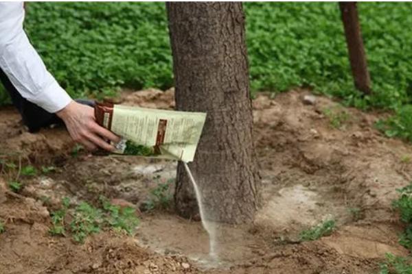 生根粉如何正确使用，可以促进根系生长和发育