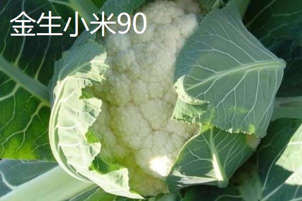 有哪些比较好的松花菜苗品种，台花品质特优且商品性好