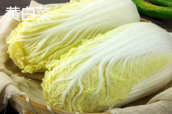 什么是黄白菜，从韩国引进的新品种