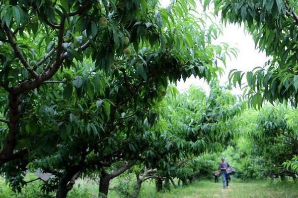 蟠桃种植方法，适当疏果可提高品质
