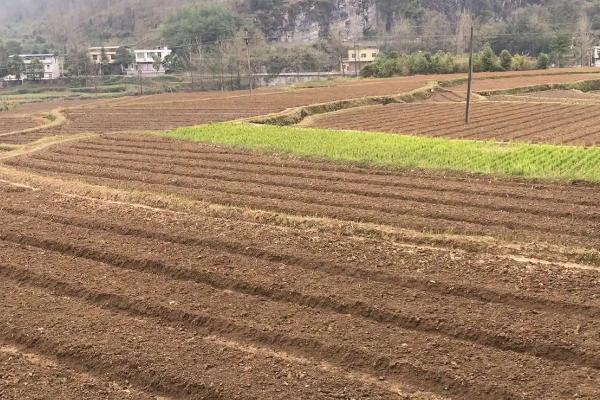 蟠桃种植方法，适当疏果可提高品质