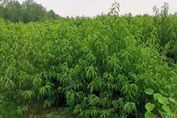 蟠桃种植方法，适当疏果可提高品质