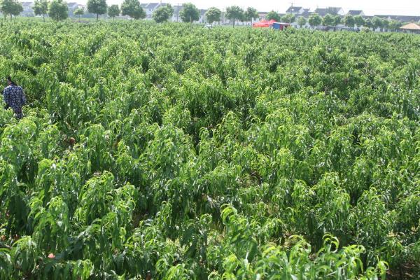 蟠桃种植方法，适当疏果可提高品质