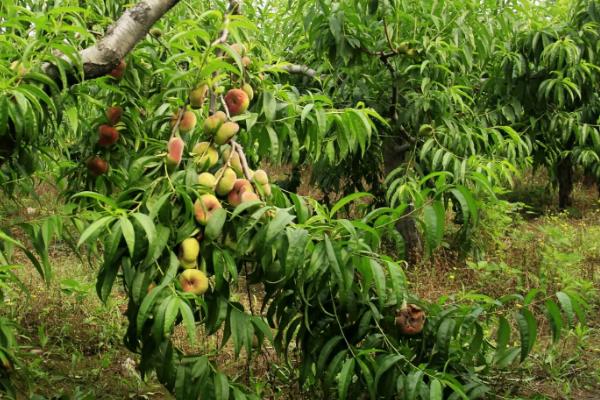 蟠桃种植方法，适当疏果可提高品质