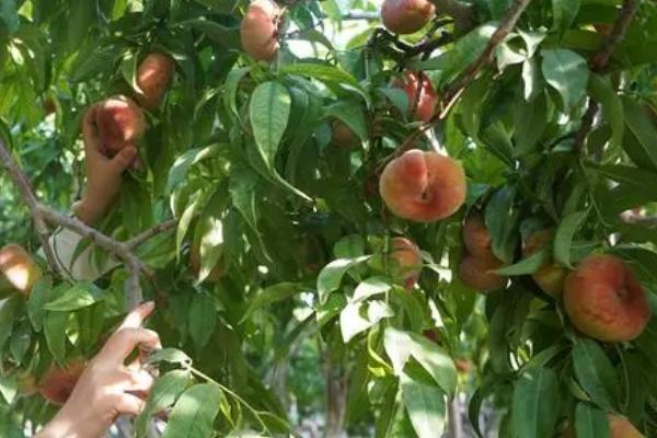 蟠桃种植方法，适当疏果可提高品质