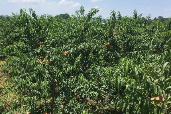 蟠桃种植方法，适当疏果可提高品质