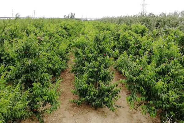 蟠桃种植方法，适当疏果可提高品质