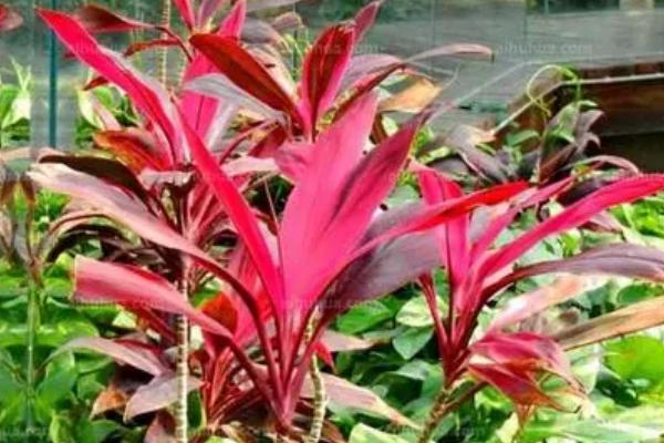 什么是雁来红，属于一年生草本植物