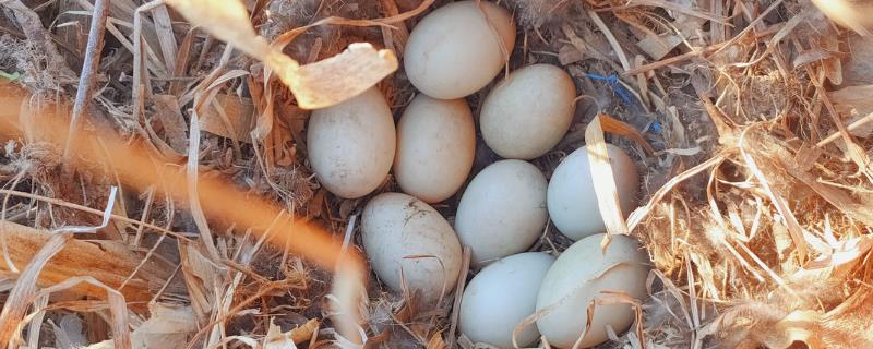 野鸭蛋的孵化温度和周期，孵化期比家鸭长2-3天