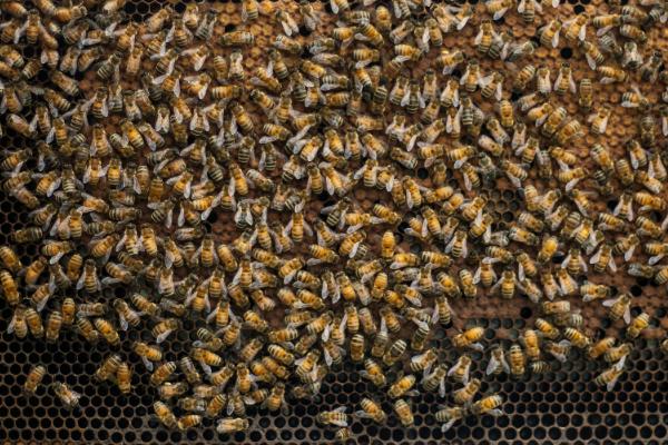 冬天蜜蜂为什么整箱死，保温很关键