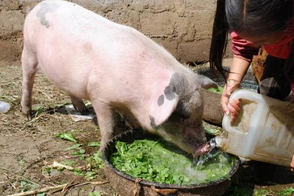 泔水喂猪有什么危害，全国多省严查